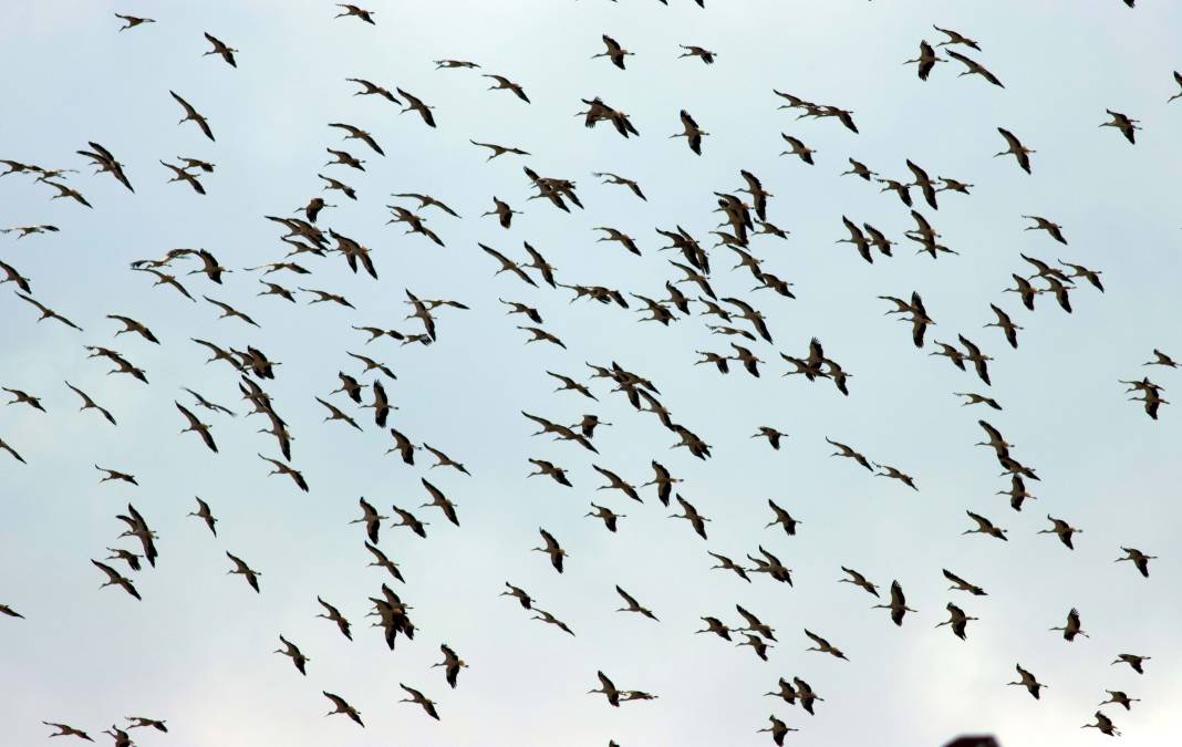 Türkiye’de leylek mevsimi! Konya hep güzergâhlarında 7